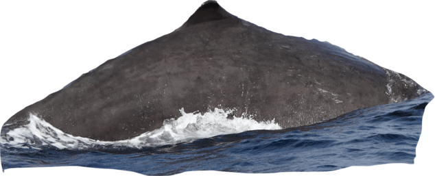 dorsale cachalot.png
