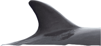 dorsale stenella.png