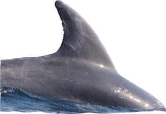 dorsale tursiops.png