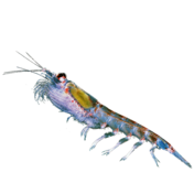 kisspng-krill-oil-omega-3-fatty-acids-caridea-5b09